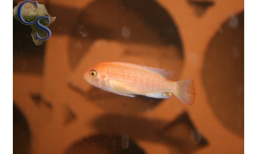 Metriaclima estherae minos reef